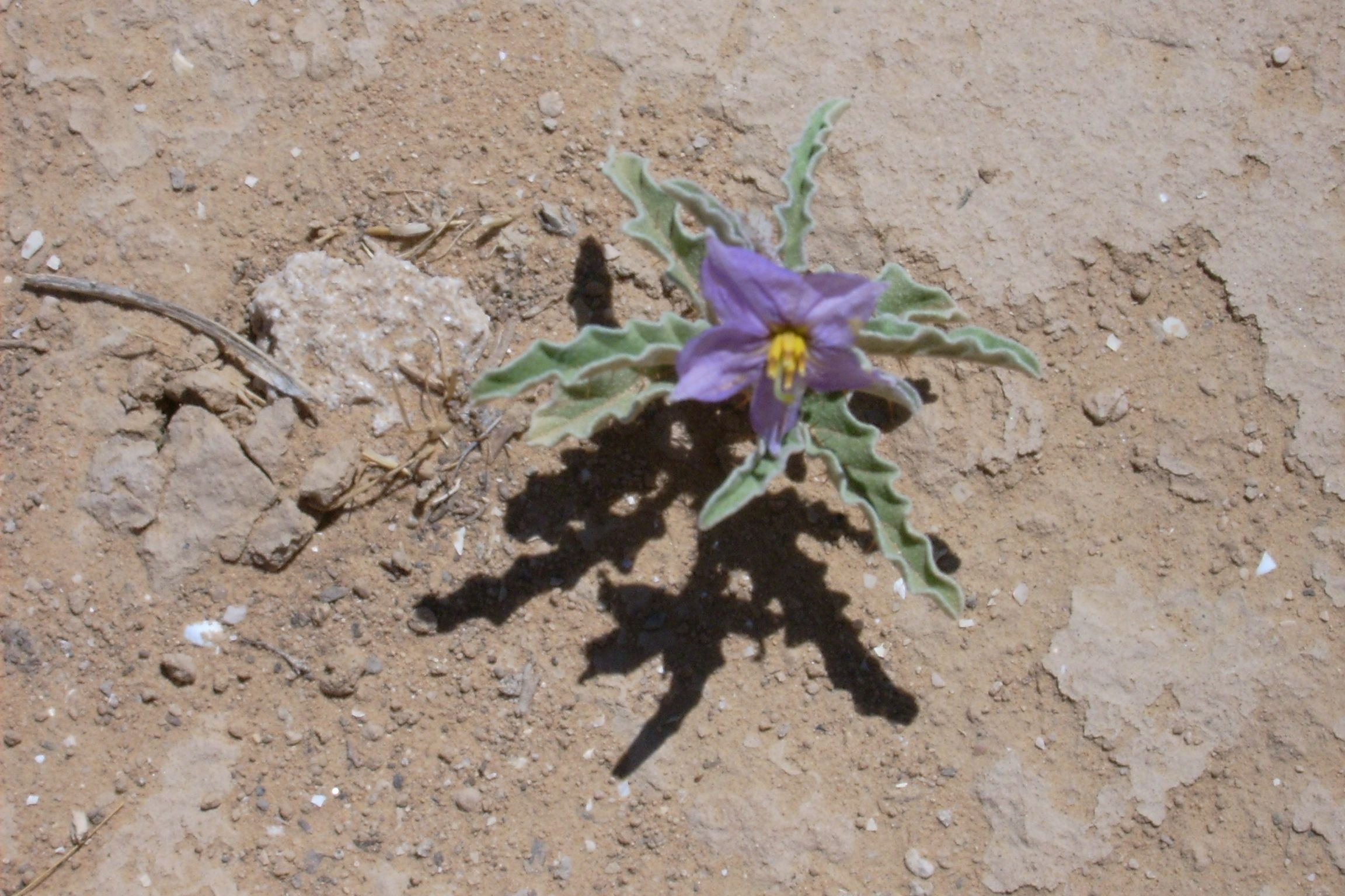 Dürre beeinträchtigt Pfanzen, Tiere und Menschen