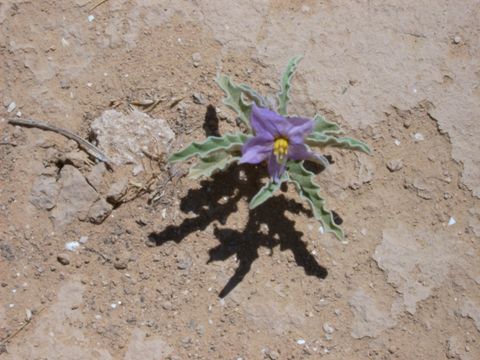 Dürre beeinträchtigt Pfanzen, Tiere und Menschen