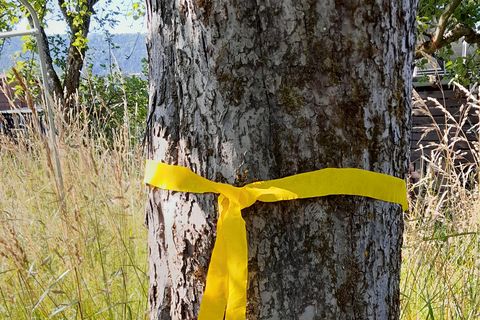 Baumstamm mit gelber Markierung