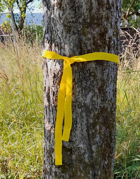 Baumstamm mit gelber Markierung