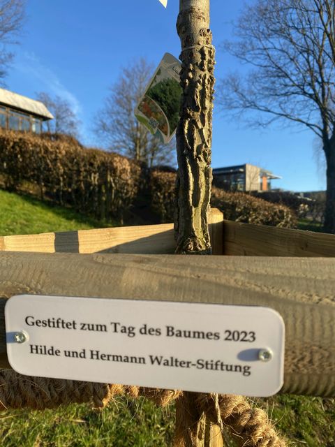 Bild zeigt Foto von der Pflanzung von Bäumen zum Tag des Baumes am Hohbergschulzentrum 