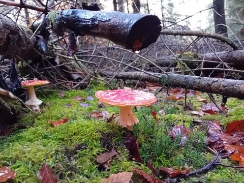 Es gilt jedoch stets die wichtigste Regel eines jeden Pilzsammlers: Was nicht zweifelsfrei bestimmt werden kann, bleibt im Wald.